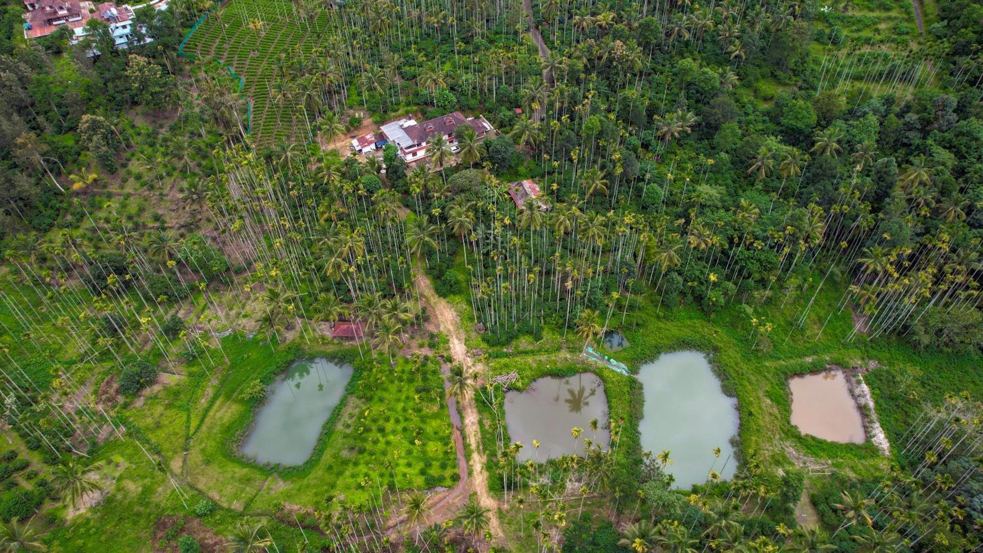 Wayanad Palm Grove Retreat G Floor Διαμέρισμα Sultan Bathery Εξωτερικό φωτογραφία